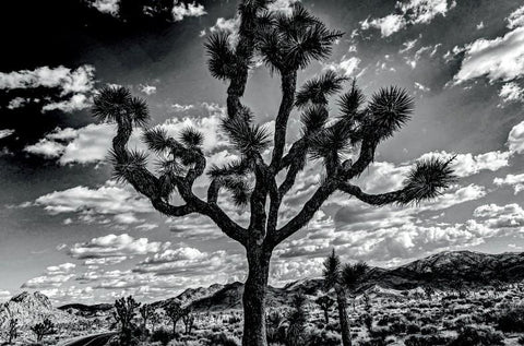 JTNP B&W Postcard - Jennifer Cox