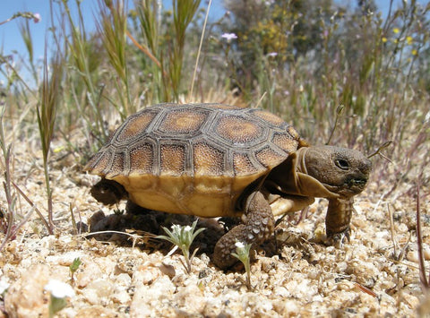 Desert Tortoise Tracking Program Donation