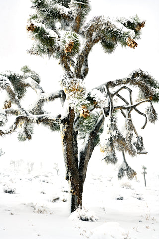 Christmas Tree by Doug Dolde