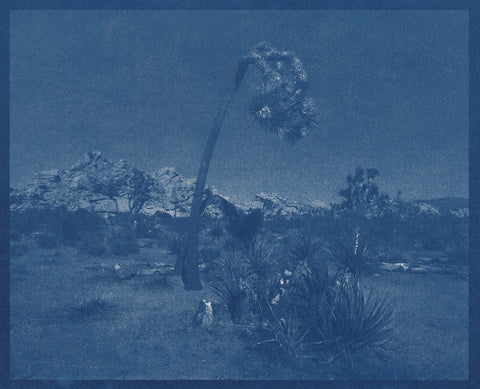 Bowing Joshua Tree, California
