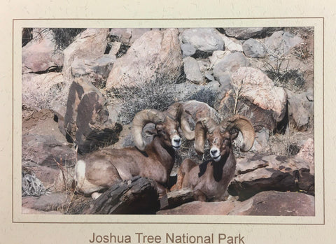 Desert Bighorn Note Card/ Two Males - Joshua Tree National Park Association
