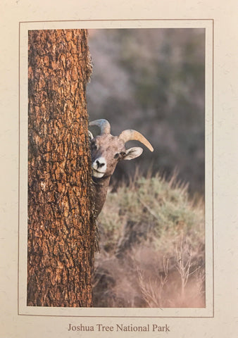 Desert Bighorn Note Card/ Peek A Boo - Joshua Tree National Park Association