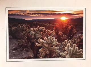 Cholla Cactus Garden Note Card - Joshua Tree National Park Association