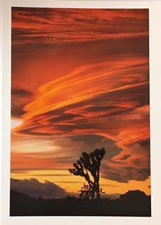 Sam Roberts Single Note Card - Joshua Tree National Park Association