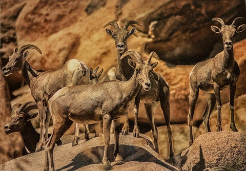 Bighorn Sheep Notecard