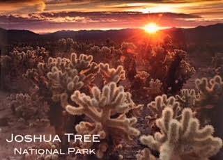 Cholla Cactus Garden Magnet - Joshua Tree National Park Association